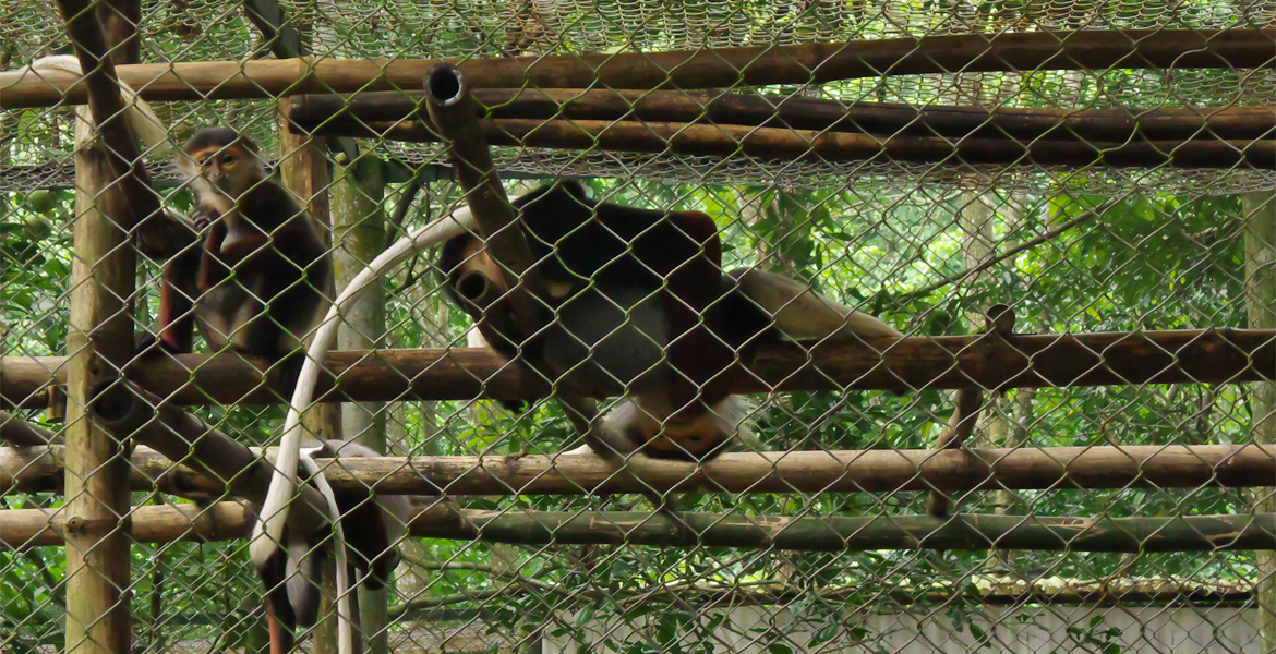 Cuc Phuong National Park Day Tour